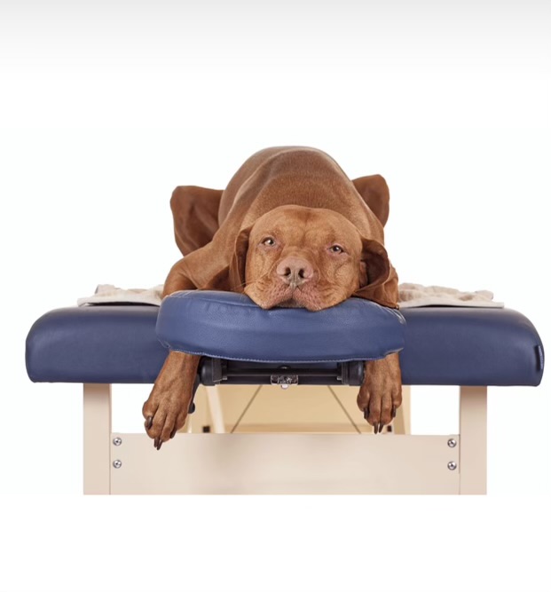 IMG_2879 pet chiropractic examinations